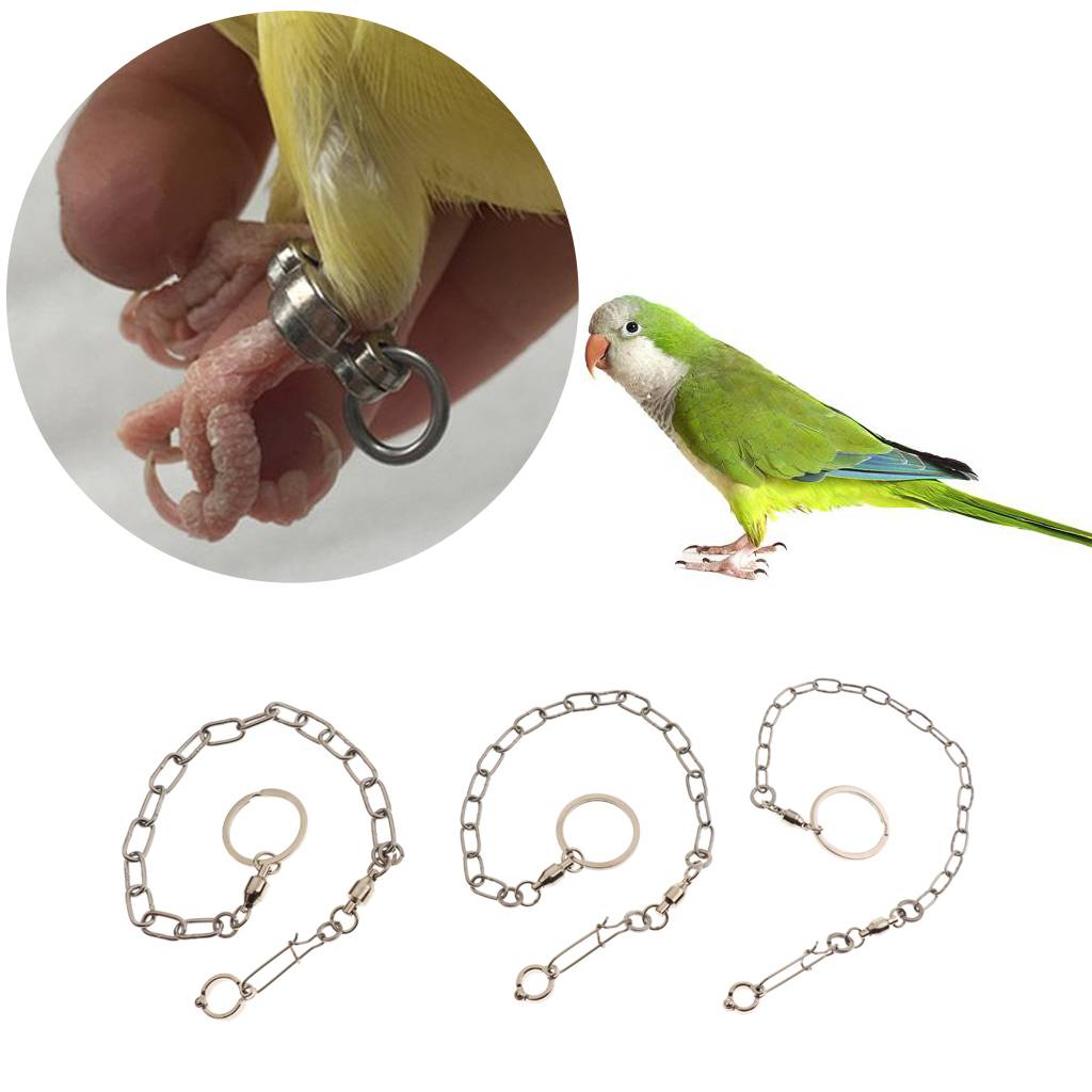 Поводок или шлейка для попугая (волнистого, корелла, жако): как сделать своими руками и зачем она нужна