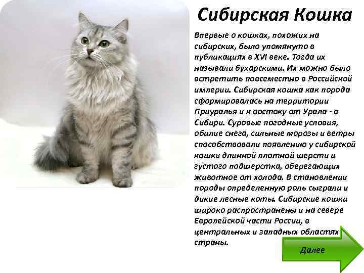 Сибирская кошка: все о породе кошек от а до я (74 фото)