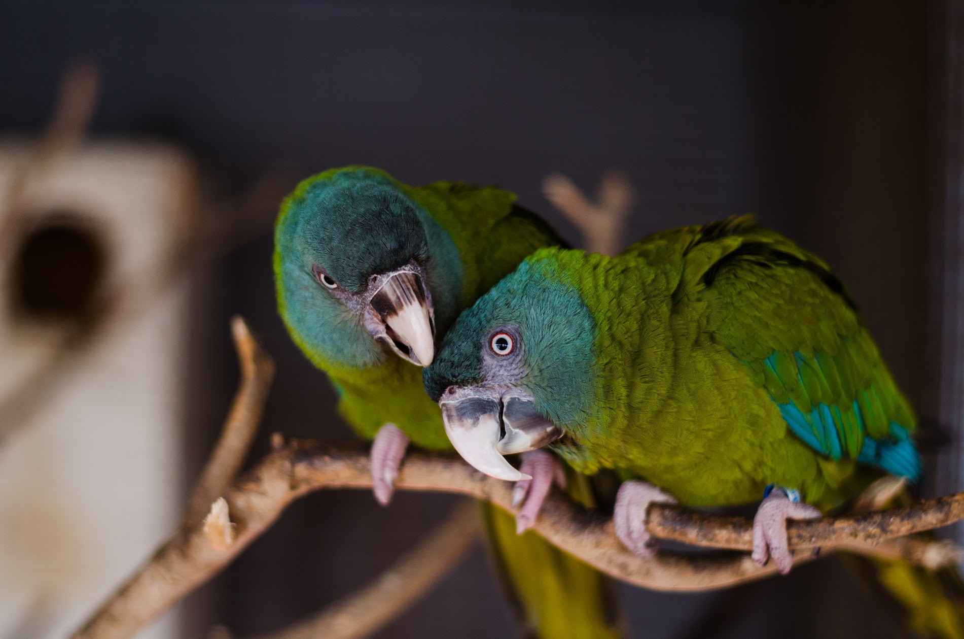 Самый умный попугай для дома: рейтинг лучших и полезные советы
