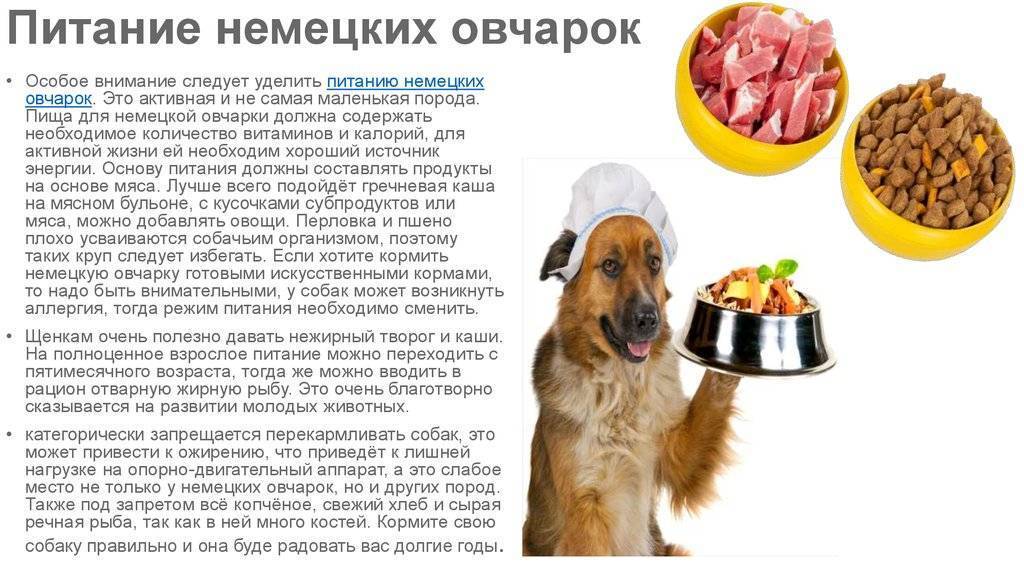 Разрешается ли кормление собаки свининой: почему считается что нельзя