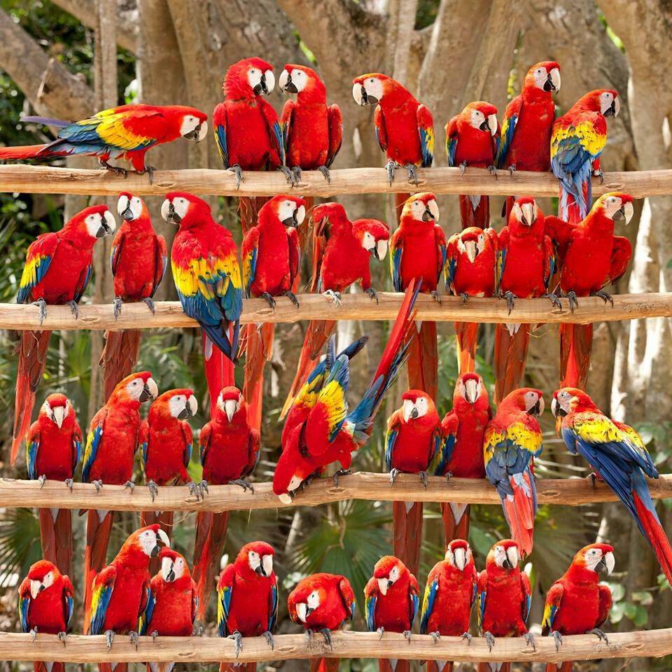 Международная торговля попугаями - international parrot trade