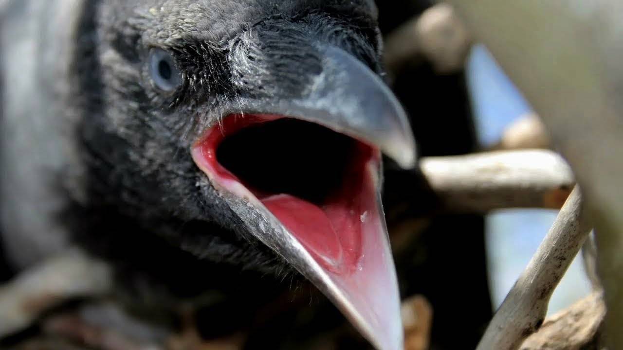 Кириллица  | вороны: почему эти птицы считаются самыми опасными пернатыми россии