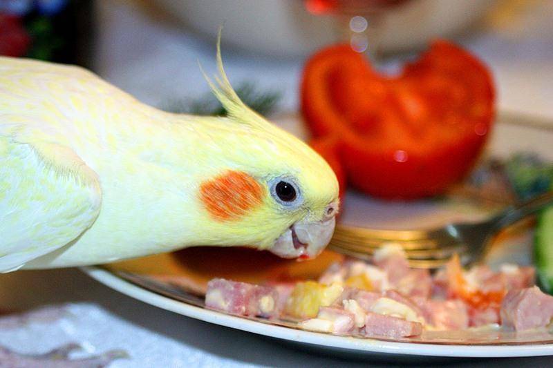 Чем кормить кореллу, что едят попугаи в домашних условиях