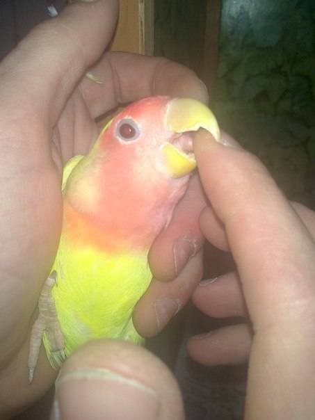 Как определить пол попугаев неразлучников