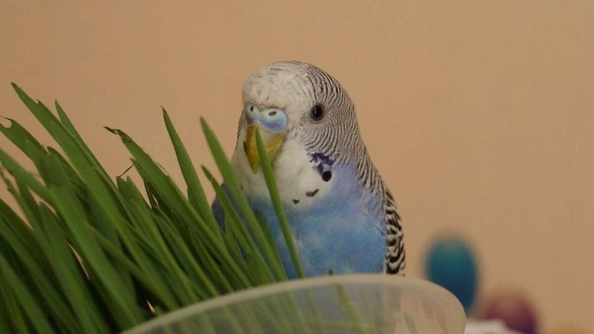 Что едят волнистые попугаи в домашних условиях?