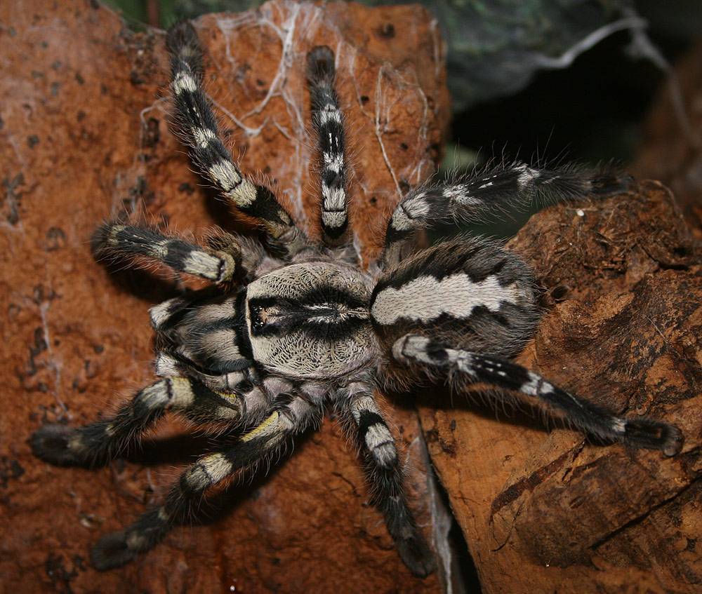 Где обитает гигантский крабовый паук, или паук егерь? гигантский крабовый паук