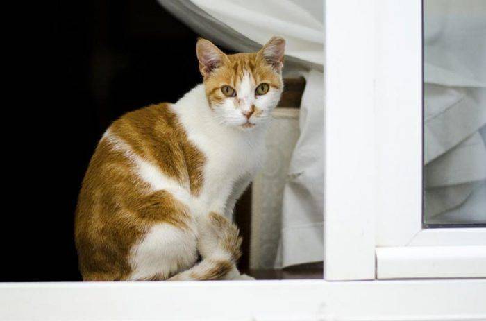 Эгейская кошка — описание пород котов