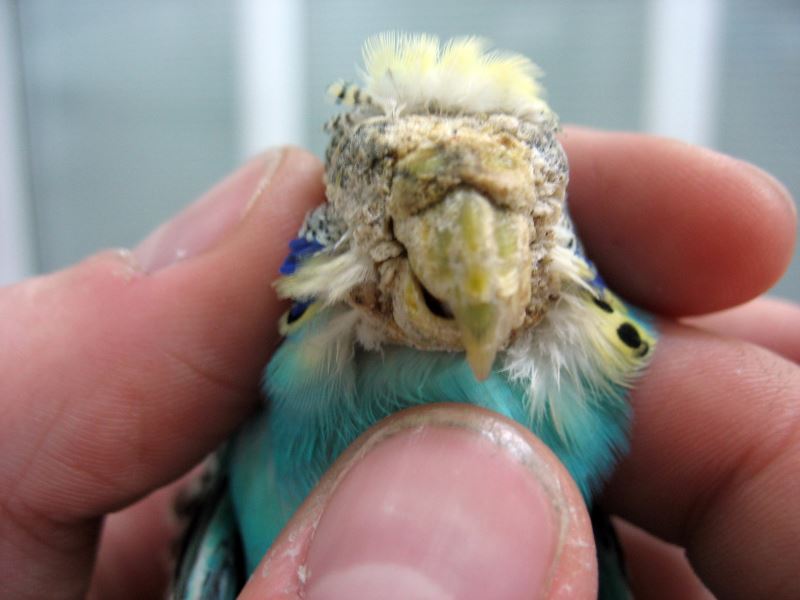 Терапия и хирургия волнистых попугаев — ответы  ветеринарного доктора -орнитолога