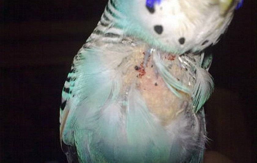 Почему волнистый попугай чешется и выщипывает перья?