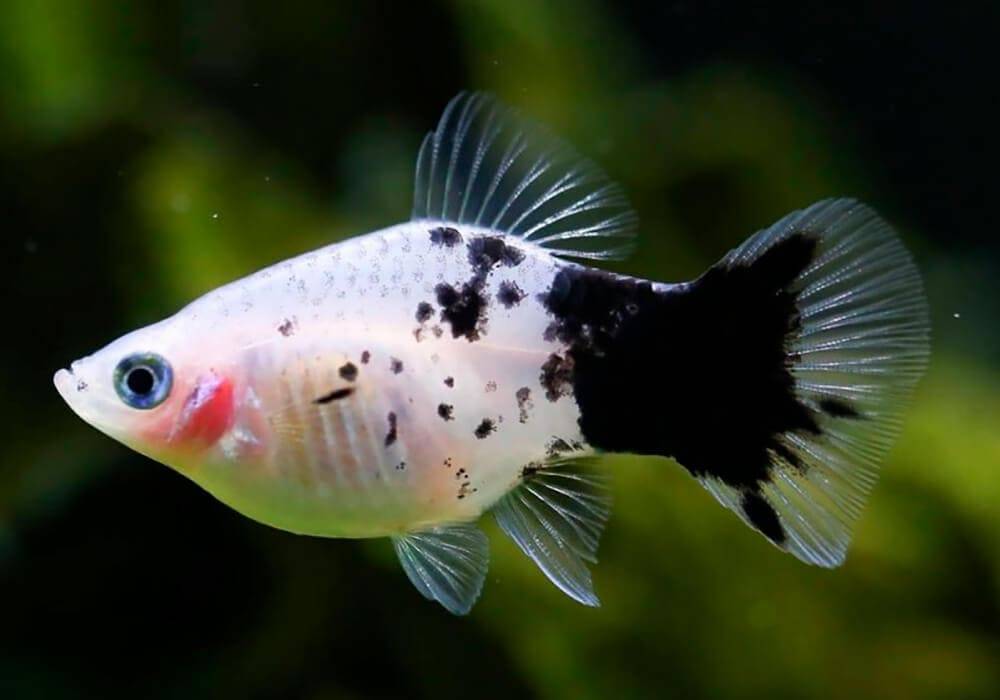 Аквариумные рыбки пецилии: содержание, уход, размножение и совместимость