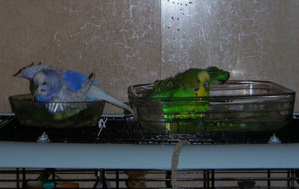 Как приручить волнистых попугаев купаться в домашних условиях – практические рекомендации