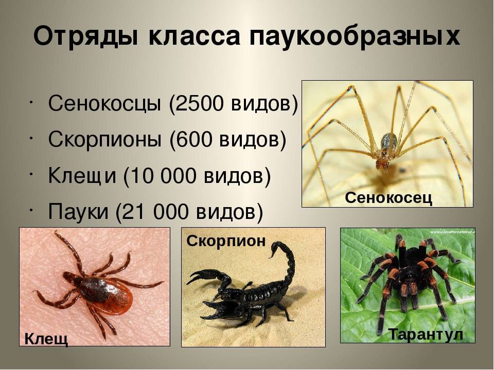 ✅ отличие клещей от пауков - питомник46.рф