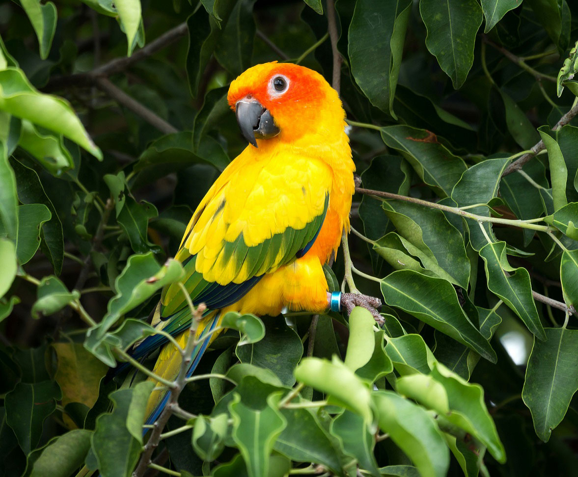 Воротничковый попугай: содержание, питание, размножение в домашних условиях