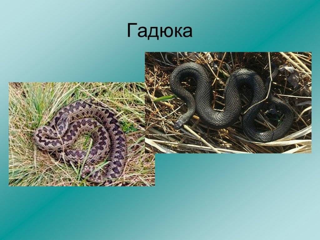 Змеи ростовской области: фото, виды, описание