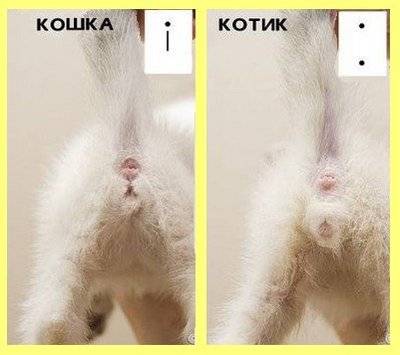 Как определить пол котенка: 120 фото отличительных признаков в первые дни жизни котят