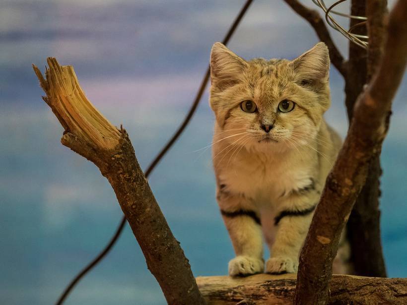 Барханный кот: фото, описание породы, обитание, питание, размножение