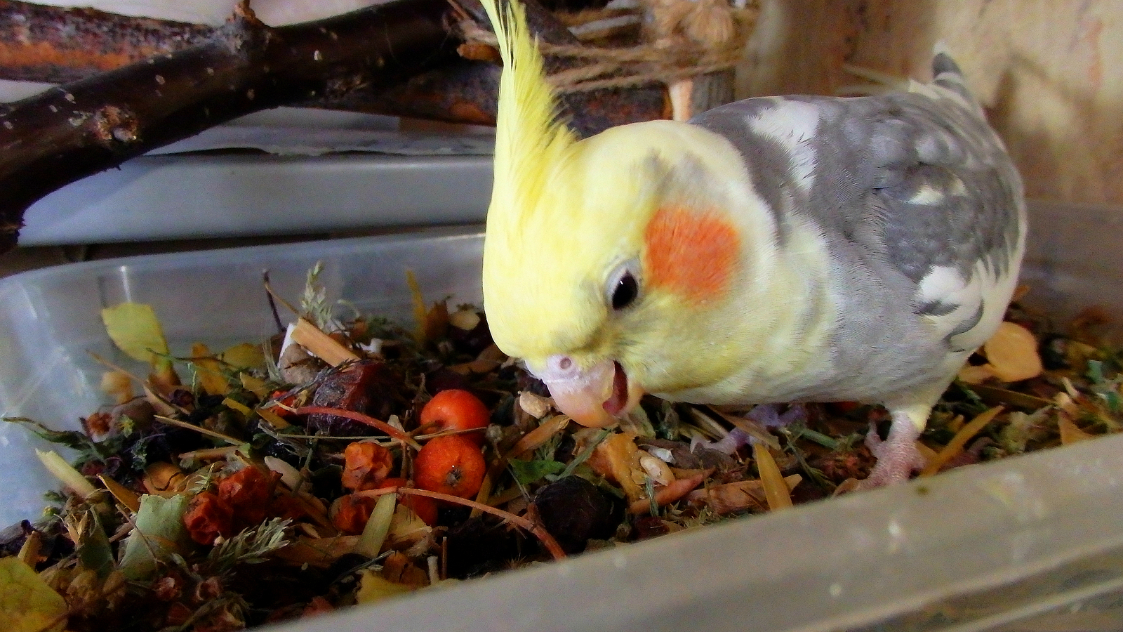 Дружелюбные и любопытные попугаи кореллы, уход и содержание за ними в домашних условиях - твой питомец