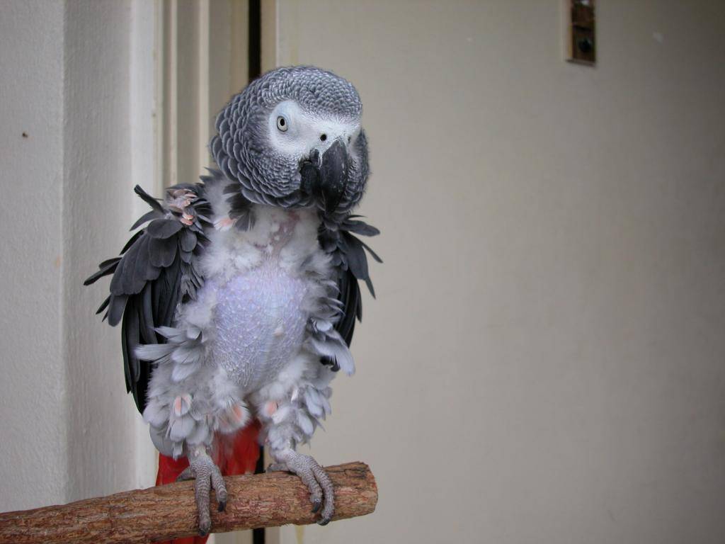 Почему попугай чешется и выщипывает перья на грудке, под крыльями, на попе и на шее до крови. выдергивание и вырывание перышек пернатым питомцем