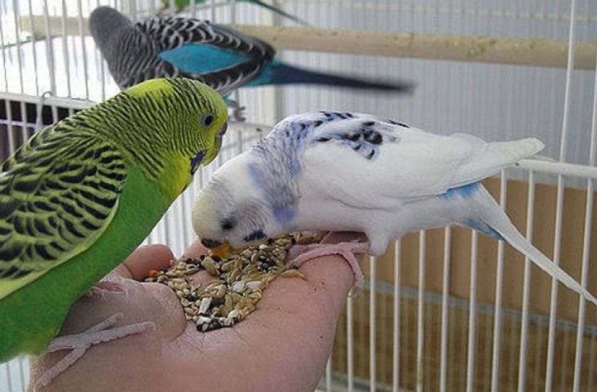 Сколько живут волнистые попугаи в домашних условиях, уход и содержание