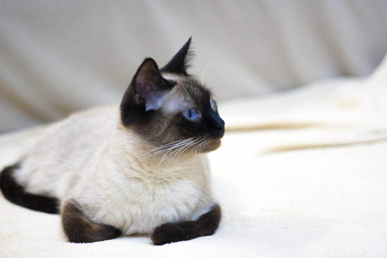 Изучаем характер сиамской породы кошек
