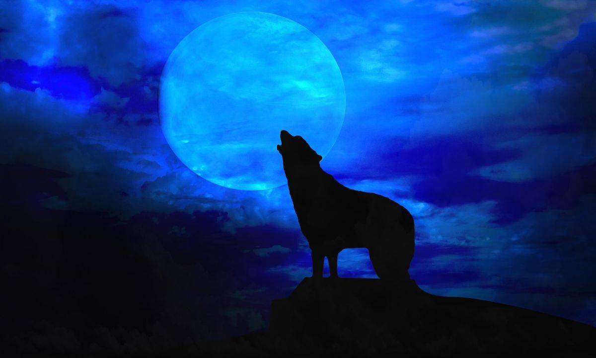 А вы знаете, почему волки воют на луну? :: syl.ru