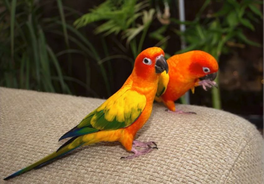 Попугай аратинга - фото, описание, виды, ареал, содержание - птицы