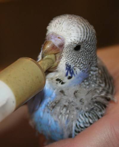Птенцы волнистых попугаев: особенности ухода и кормления