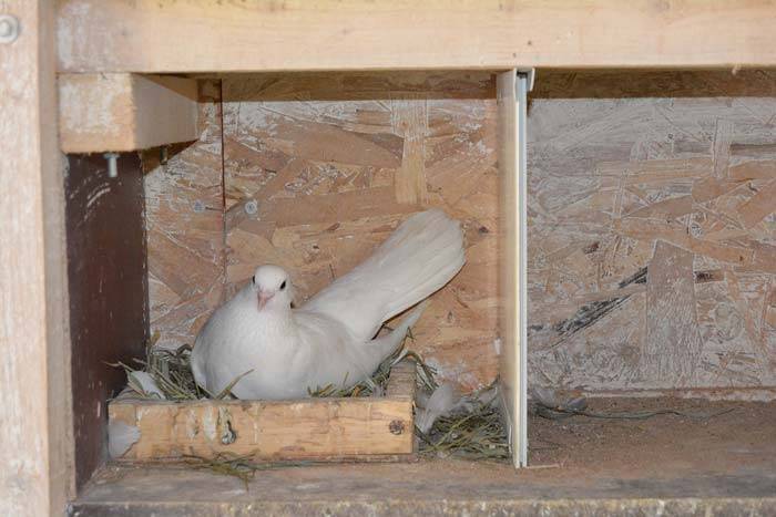 Как размножаются голуби: процесс спаривания