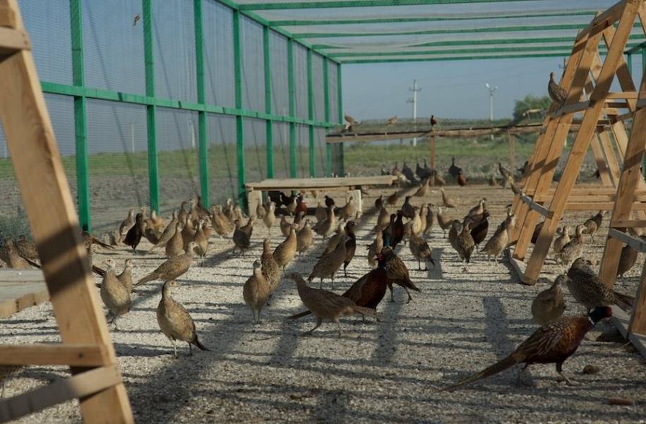 Разведение фазанов в домашних условиях: как разводить птенцов, строить вольер и кормить птиц