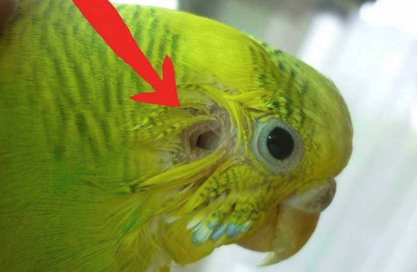 Строение волнистого попугая: фото, анатомия попугая