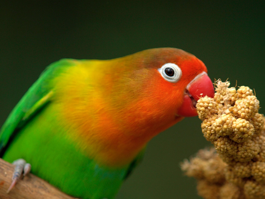 Чем кормить неразлучников, чтоб сохранить здоровье попугаев