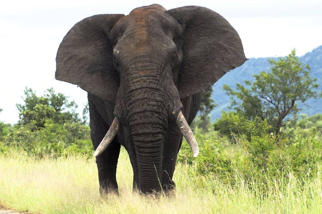 Виды слонов. описание, особенности, среда обитания и фото видов слонов