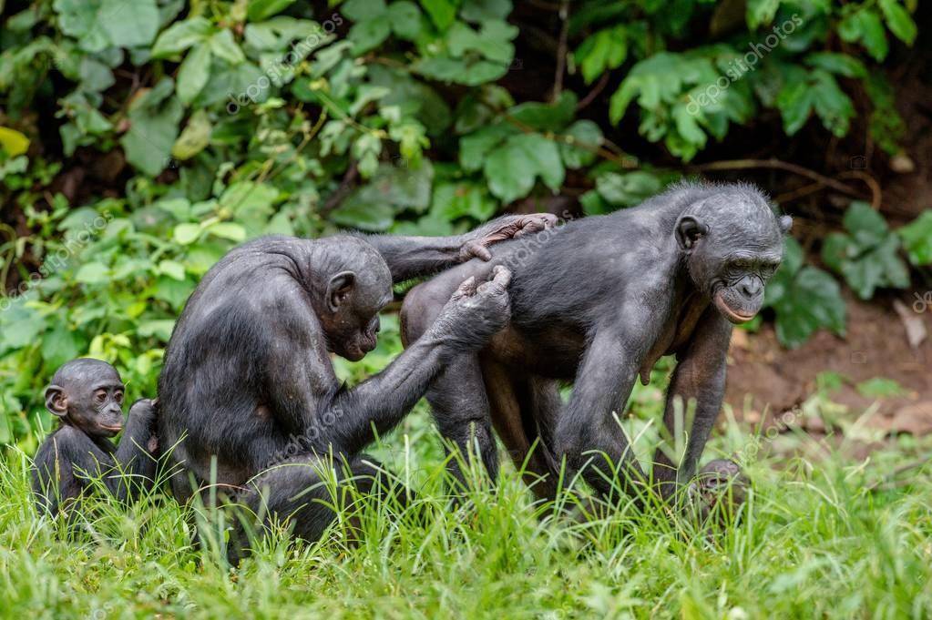 Бонобо. pan oken, 1816 = шимпанзе карликовый: поведение, питание, враги, экология, места обитания, ареал