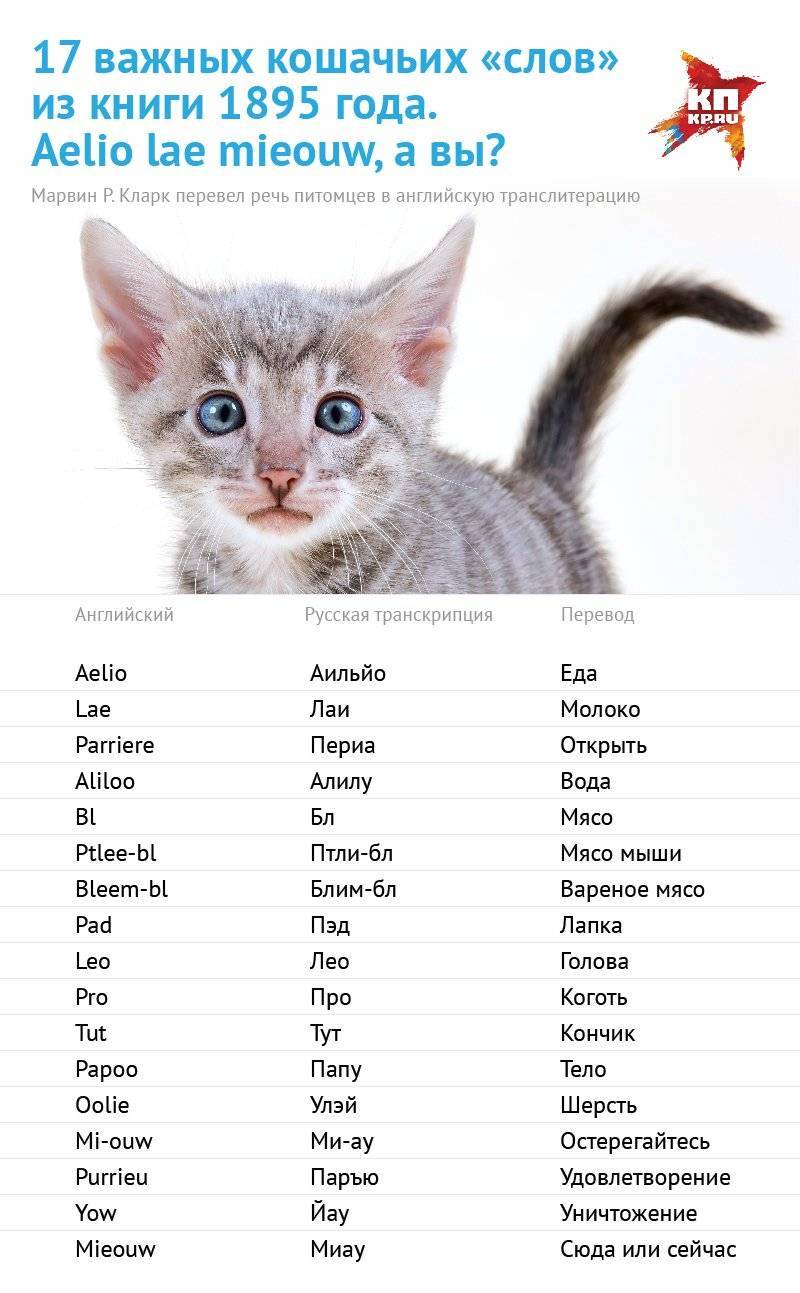 Имена для котов: 500+ вариантов как назвать кота прикольно
