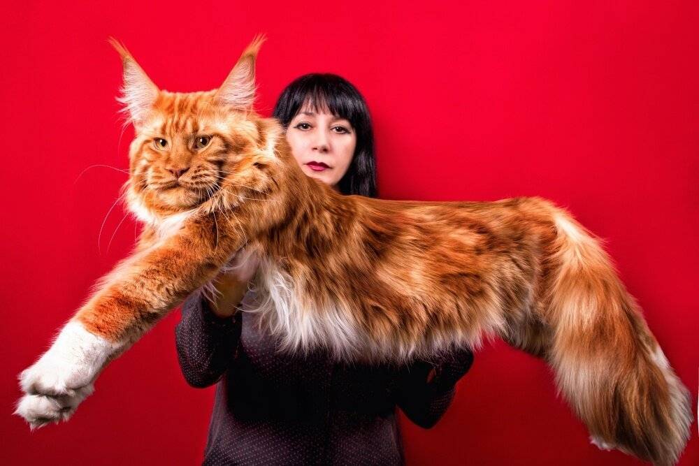 Самая большая порода кошек: знакомство с рекордсменами