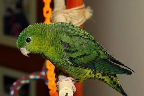 Толстоклювый попугай - описание и особенности содержания