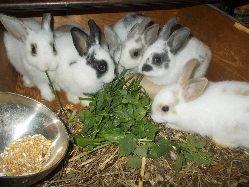 Хлеб в рационе кроликов: нормы, правила кормления, меры предосторожности