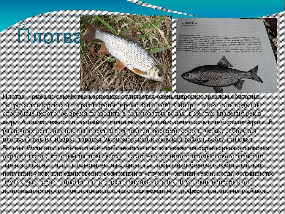 Что за рыба хариус и как она выглядит?
