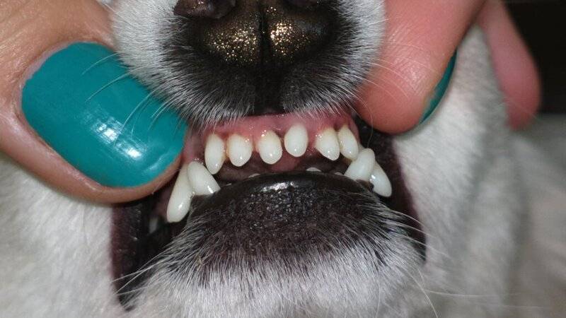 Зубной камень у собак: как убрать в домашних условиях, как удалить, спрей - kotiko.ru