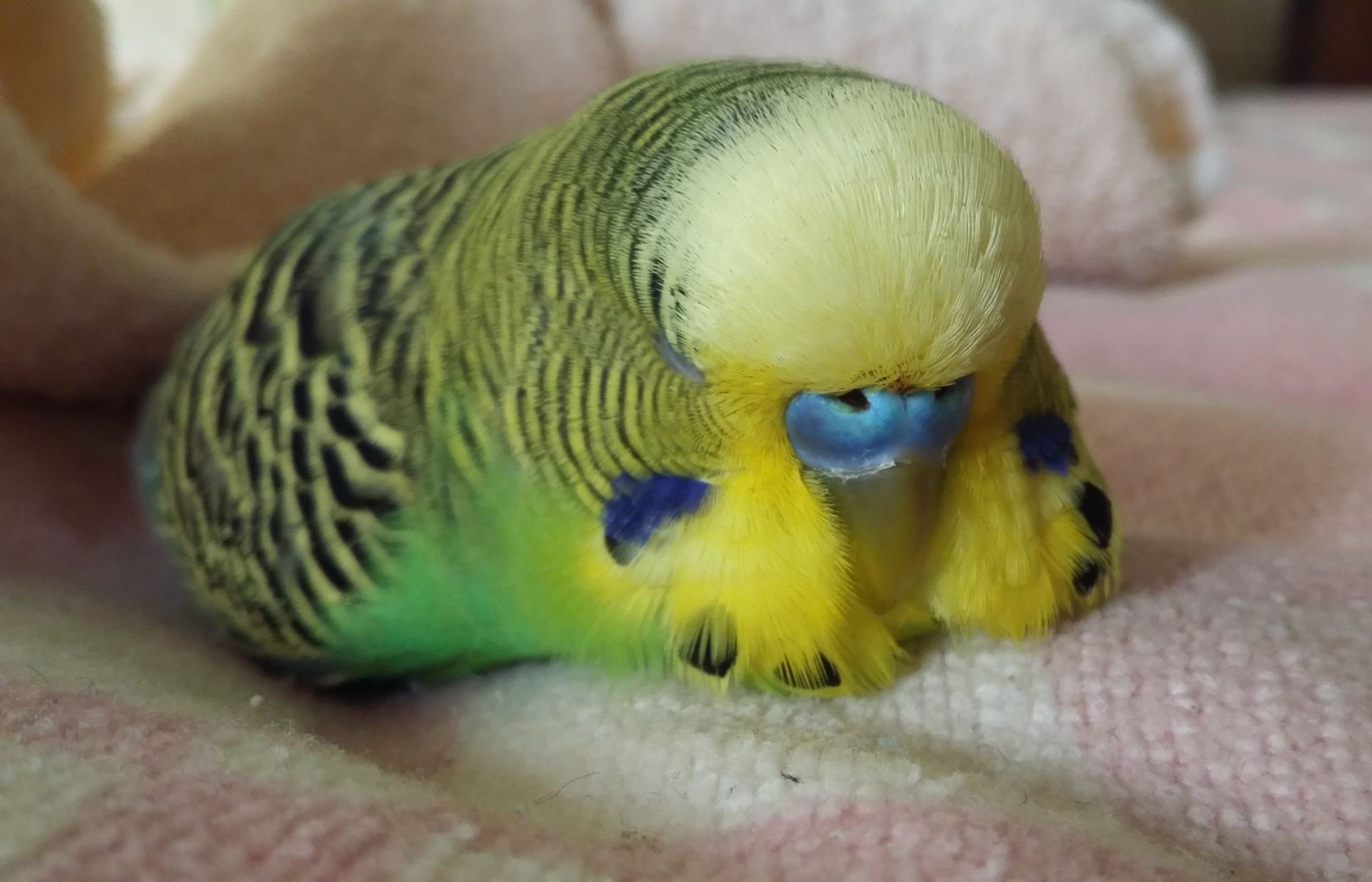Как и сколько спят волнистые попугаи?