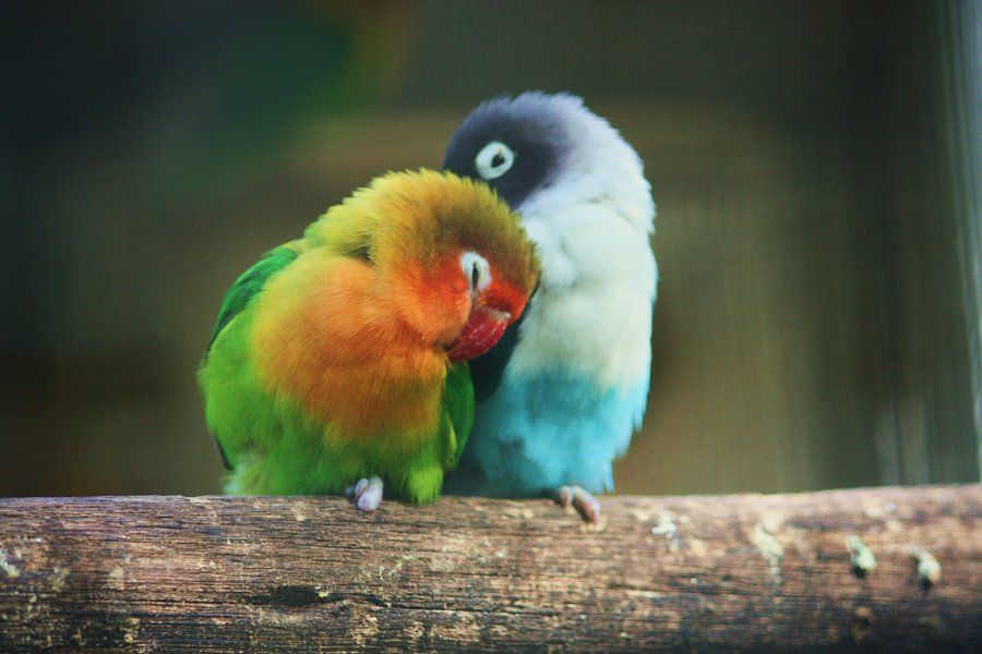 Лучшие креативные и красивые имена для попугаев