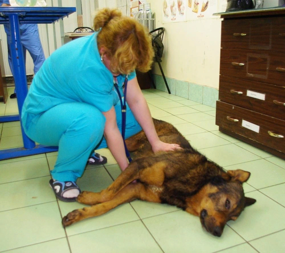 Судороги у собаки: возможные причины, разновидности спазмов, первая помощь при судорогах у собаки, лечение
