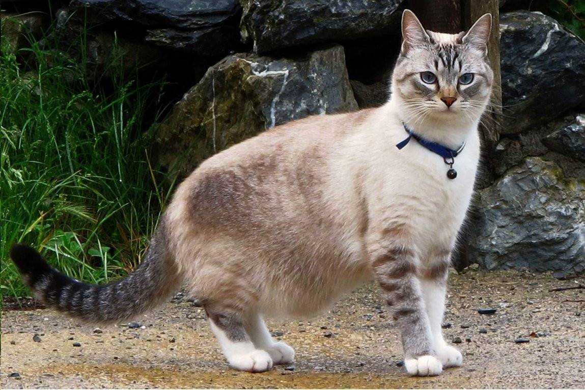 Голубоглазка (охос азулес) кошка описание породы, характеристики, внешний вид, история