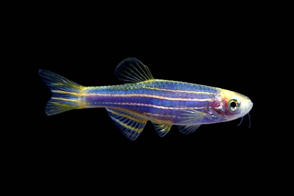 Светящиеся (флуоресцентные) аквариумные рыбки глофиш
светящиеся (флуоресцентные) аквариумные рыбки глофиш