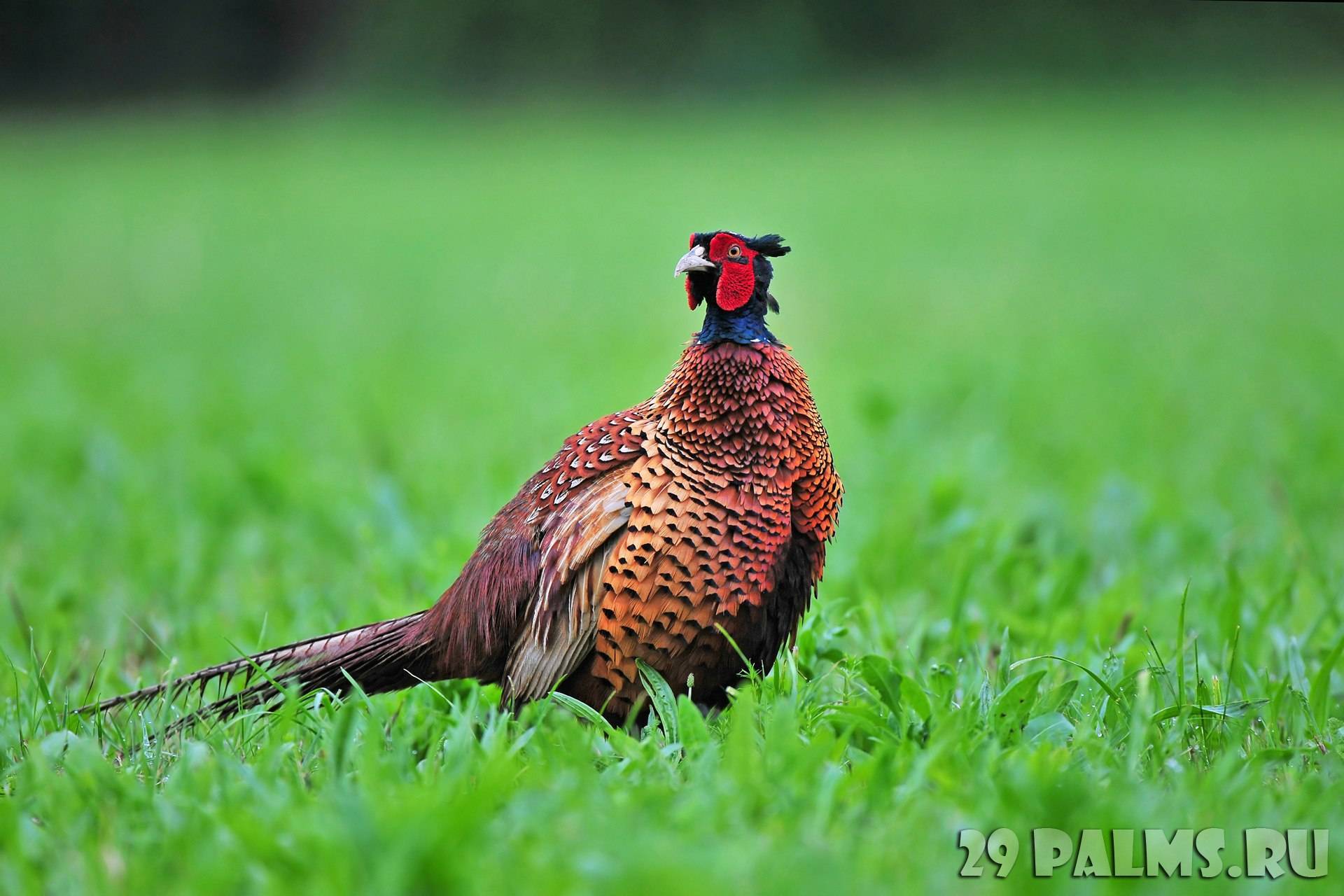 Как выглядит птица фазан: породы и разновидности
