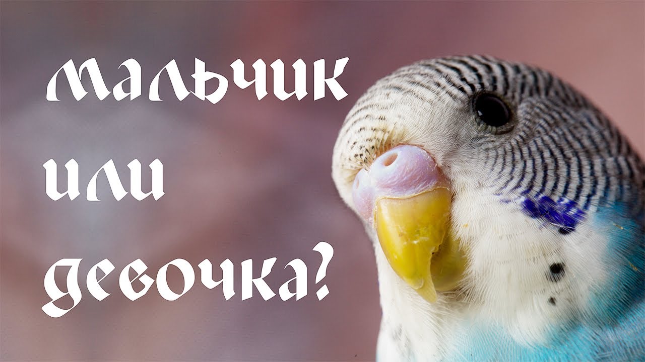 Как правильно выбрать волнистого попугая при покупке: полезные советы