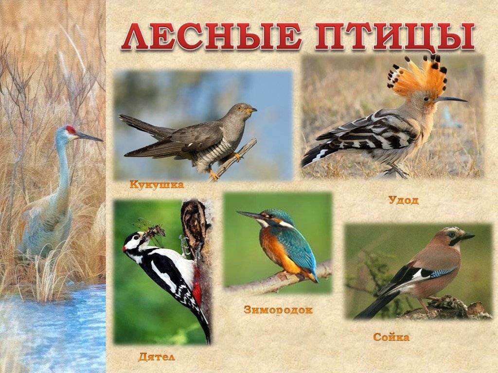 Птицы средней полосы россии с названиями и фото | каталог птиц