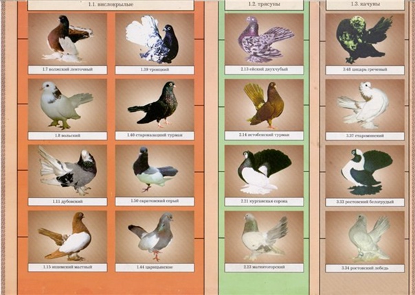 Породы голубей - особенности, виды, постройка голубятни, варианты обустройства гнезда и особенности пород (90 фото)