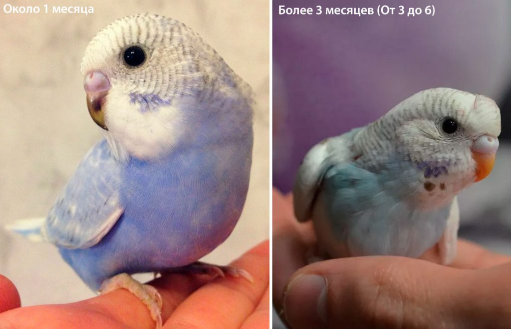 Как определить возраст волнистого попугая: самца и самки