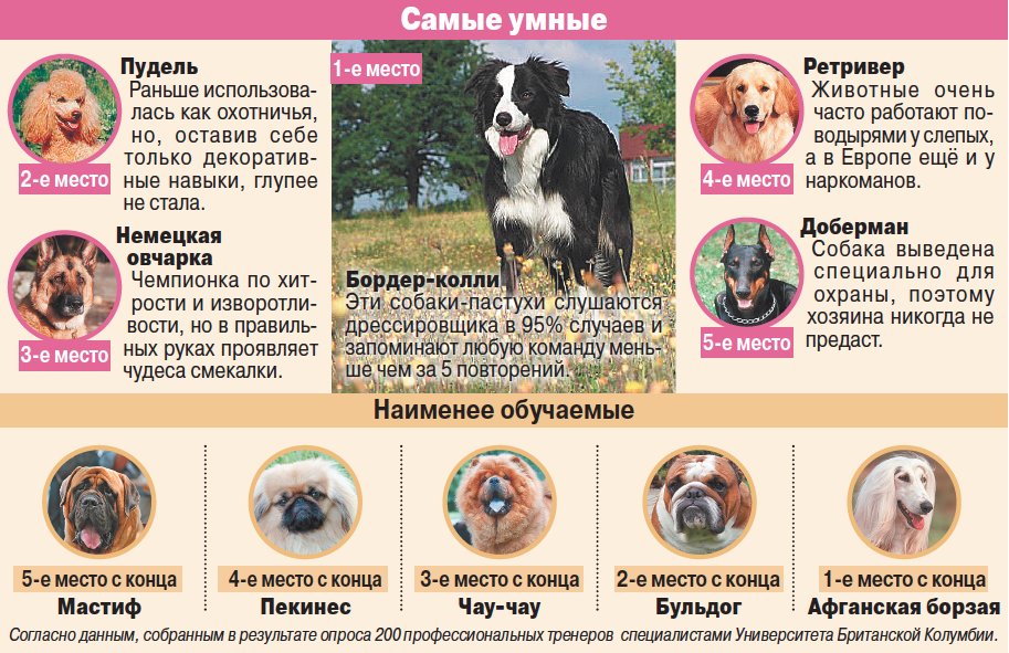 Самые преданные породы собак — топ-10 с фото и описанием